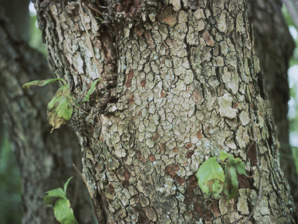 Dogwood anthracnose tree is sick
