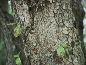 Dogwood anthracnose tree is sick