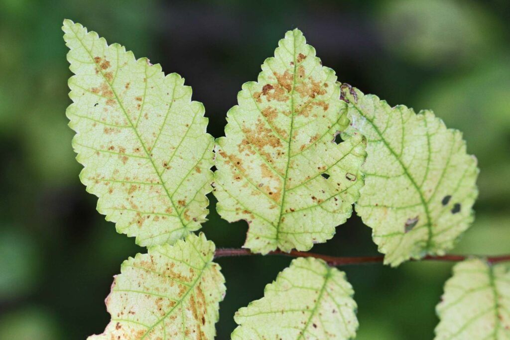 dutch elm disease elm tree leaf